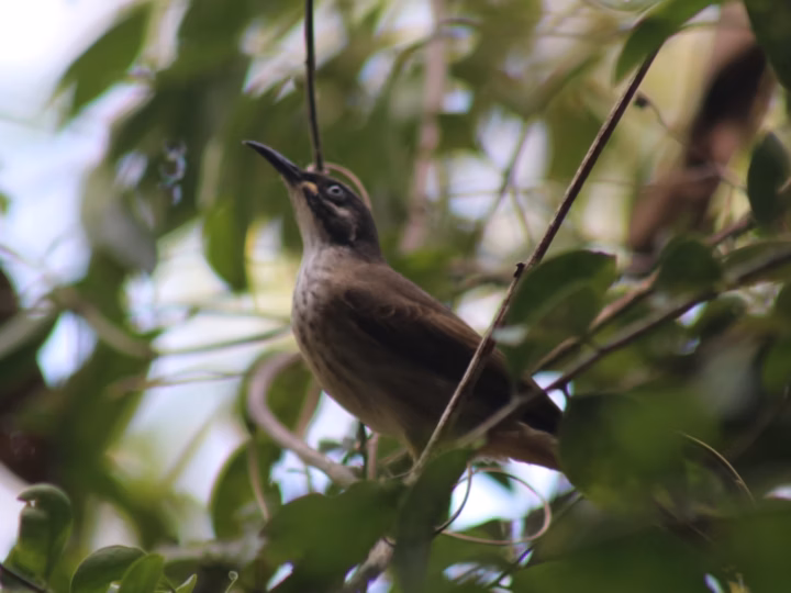 White-lined Honeyeater showing olive-brown plumage, a clean pale facial and neck line and pale underparts