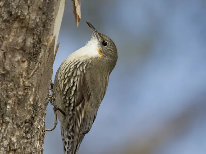 White-throated Treecreeper in Australia showing key identifying features