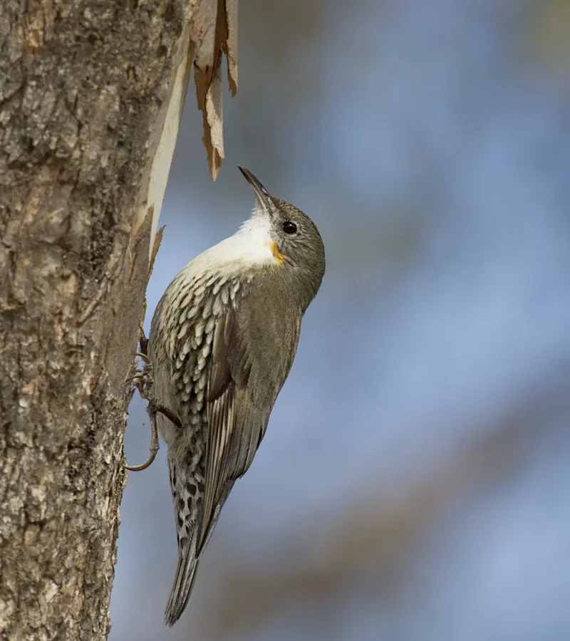 White-throated Treecreeper in Australia showing key identifying features