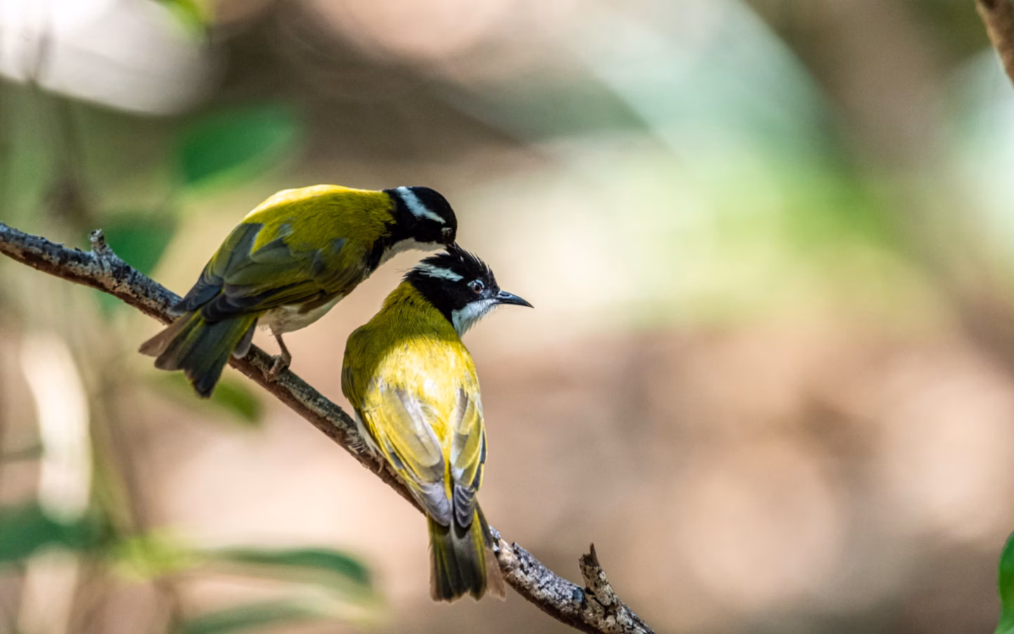 White-throated Honeyeater in Australia showing key identification features: small olive-green honeyeater with a clean white throat and underparts, darker head and eye area, and a small patch of pale or blue facial skin.