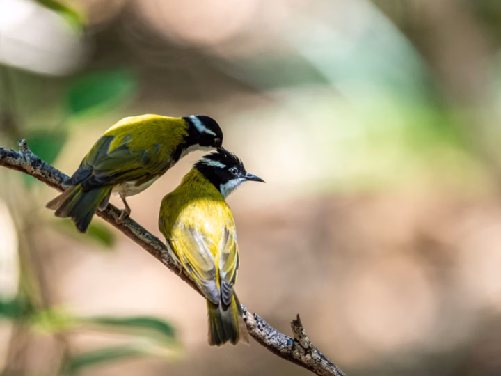 White-throated Honeyeater in Australia showing key identification features: small olive-green honeyeater with a clean white throat and underparts, darker head and eye area, and a small patch of pale or blue facial skin.