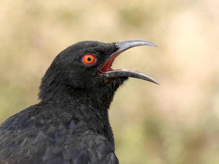 White-winged Chough in Australia showing key identifying features
