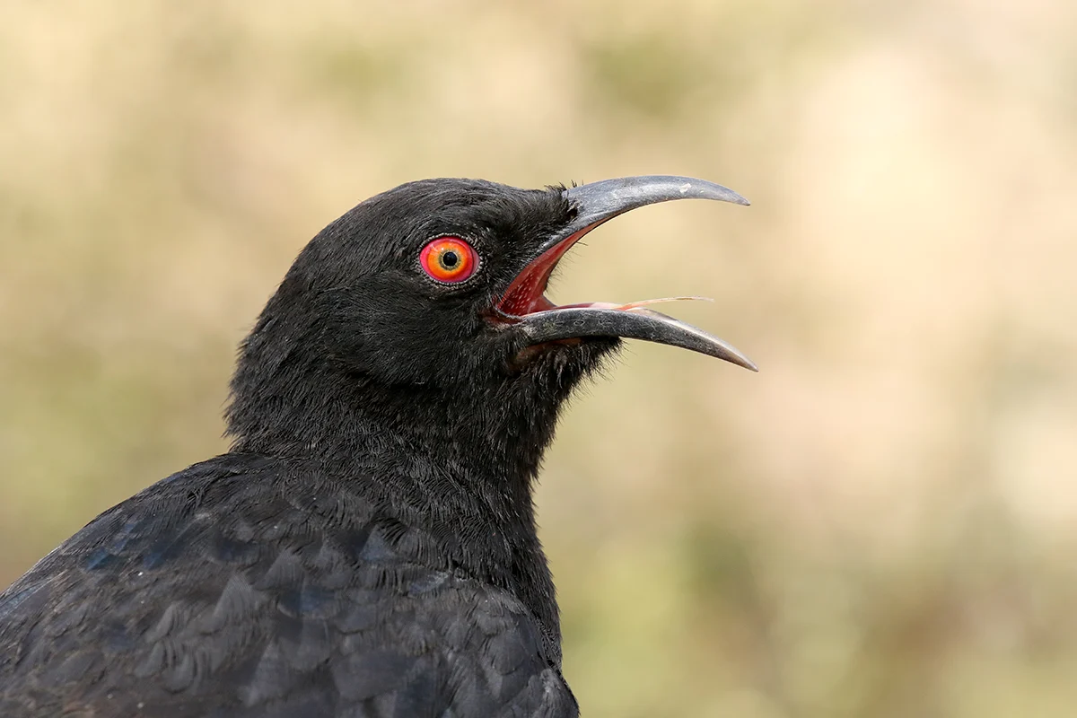 White-winged Chough in Australia showing key identifying features