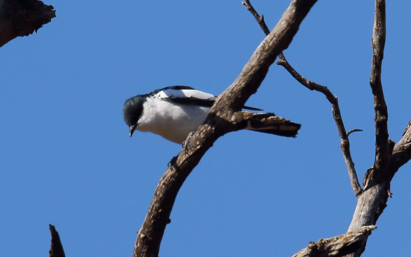 White-winged Triller showing key identification features