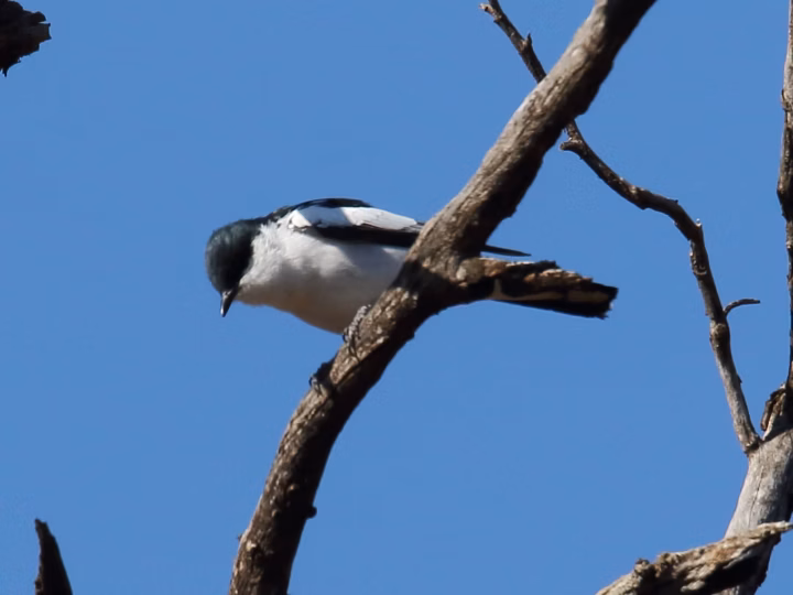 White-winged Triller showing key identification features
