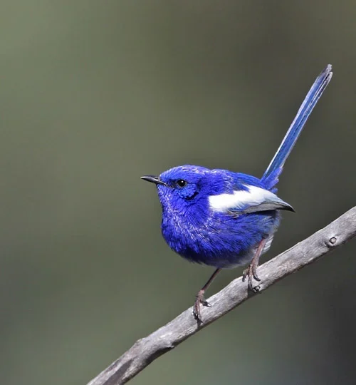 White-winged Fairywren in Australia showing key identifying features