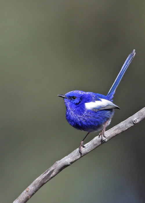 White-winged Fairywren in Australia showing key identifying features
