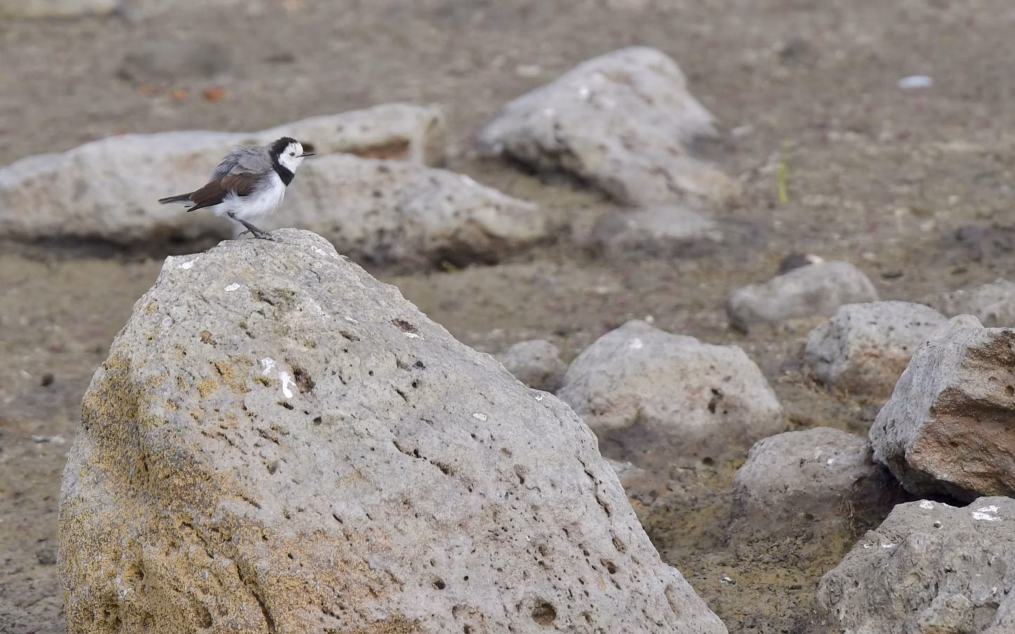 White-fronted Chat in Australia showing key identification features