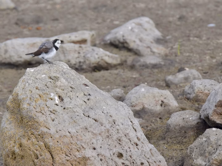 White-fronted Chat in Australia showing key identification features