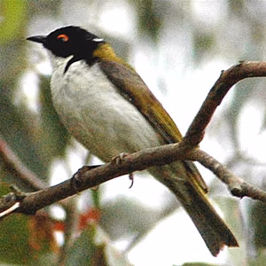 White-naped Honeyeater in Australia showing key identification features: small honeyeater with a dark head, clean white nape crescent, olive-green back, pale underparts and a small patch of coloured skin near the eye.