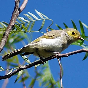 White-plumed Honeyeater in Australia