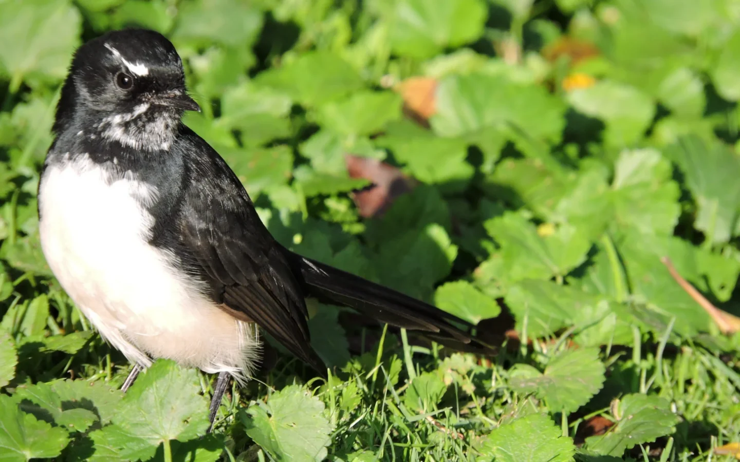 Willie Wagtail with black-and-white plumage and long fan-shaped tail