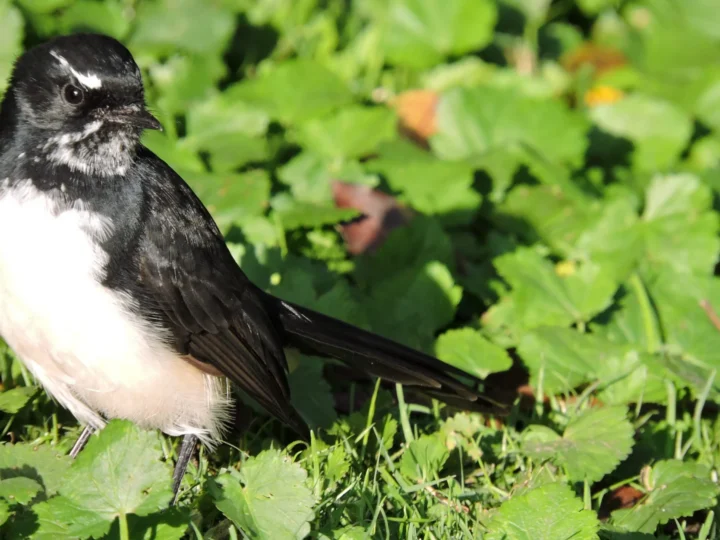 Willie Wagtail with black-and-white plumage and long fan-shaped tail