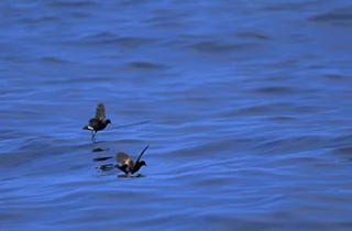 Wilson's Storm Petrel showing key identification features