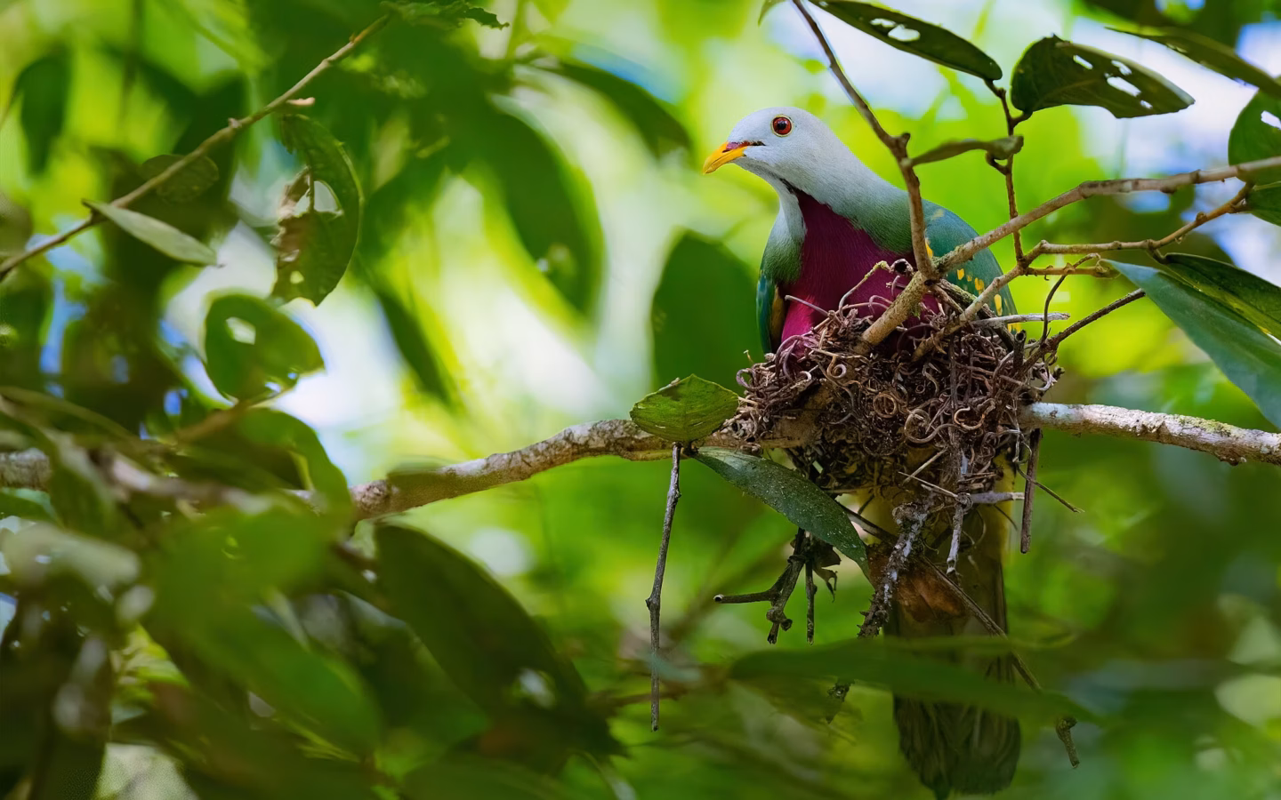 Wompoo Fruit-Dove perched in foliage, showing its green wings, purple chest and colourful face