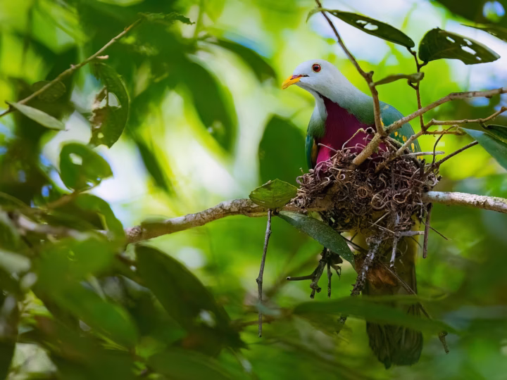 Wompoo Fruit-Dove perched in foliage, showing its green wings, purple chest and colourful face