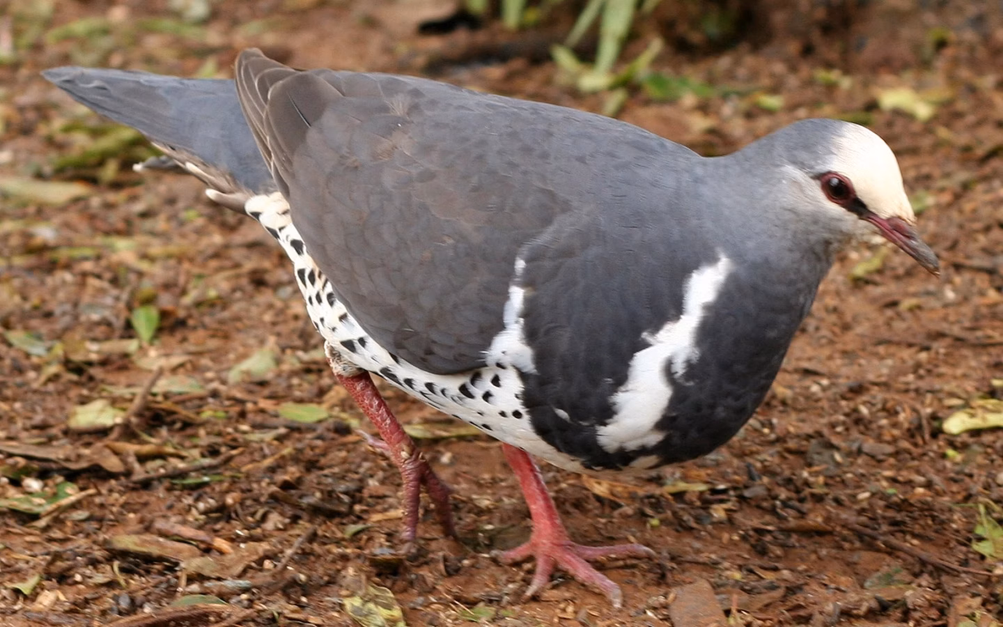 Wonga Pigeon in Australia showing key identification features