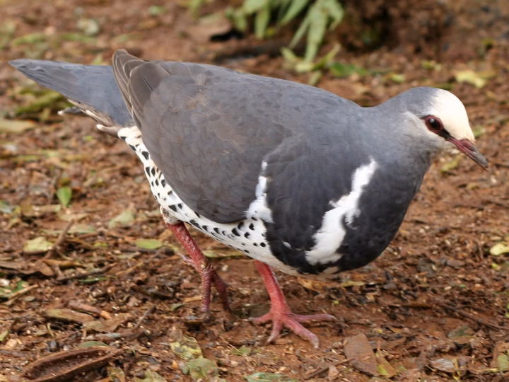 Wonga Pigeon in Australia showing key identification features