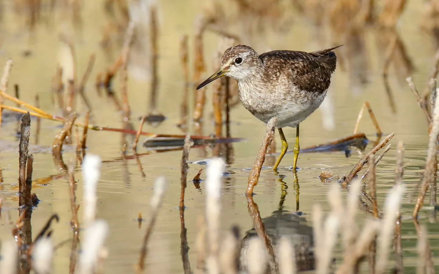 Wood Sandpiper showing key identification features