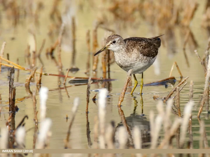 Wood Sandpiper showing key identification features