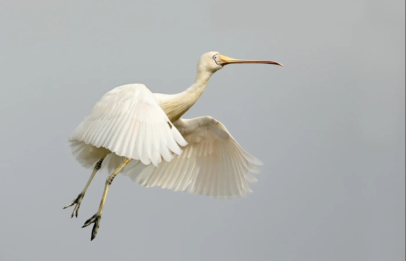 Yellow-billed Spoonbill showing key identification features