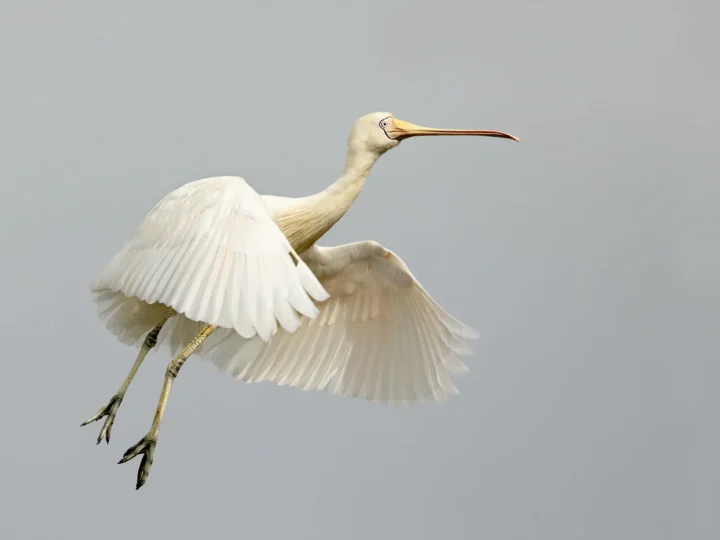 Yellow-billed Spoonbill showing key identification features