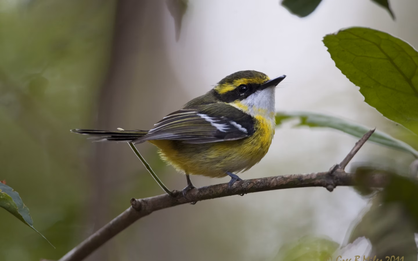 Yellow-breasted Boatbill showing a broad flat bill, yellow underparts, contrasting black-and-white face pattern and olive upperparts