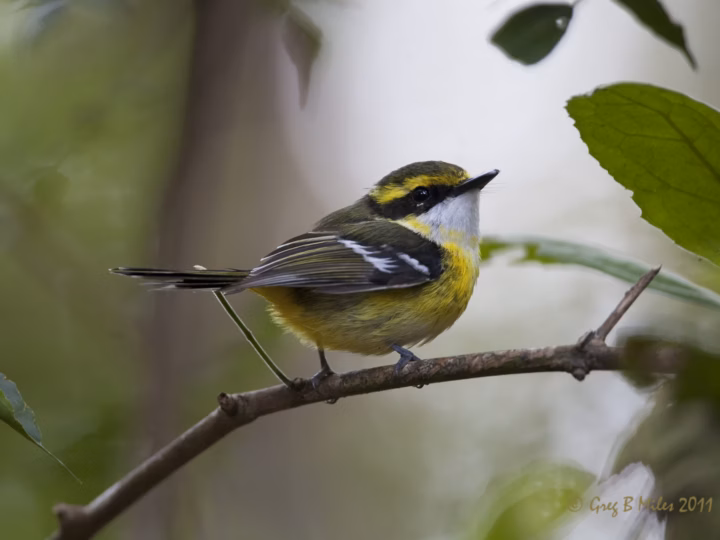 Yellow-breasted Boatbill showing a broad flat bill, yellow underparts, contrasting black-and-white face pattern and olive upperparts