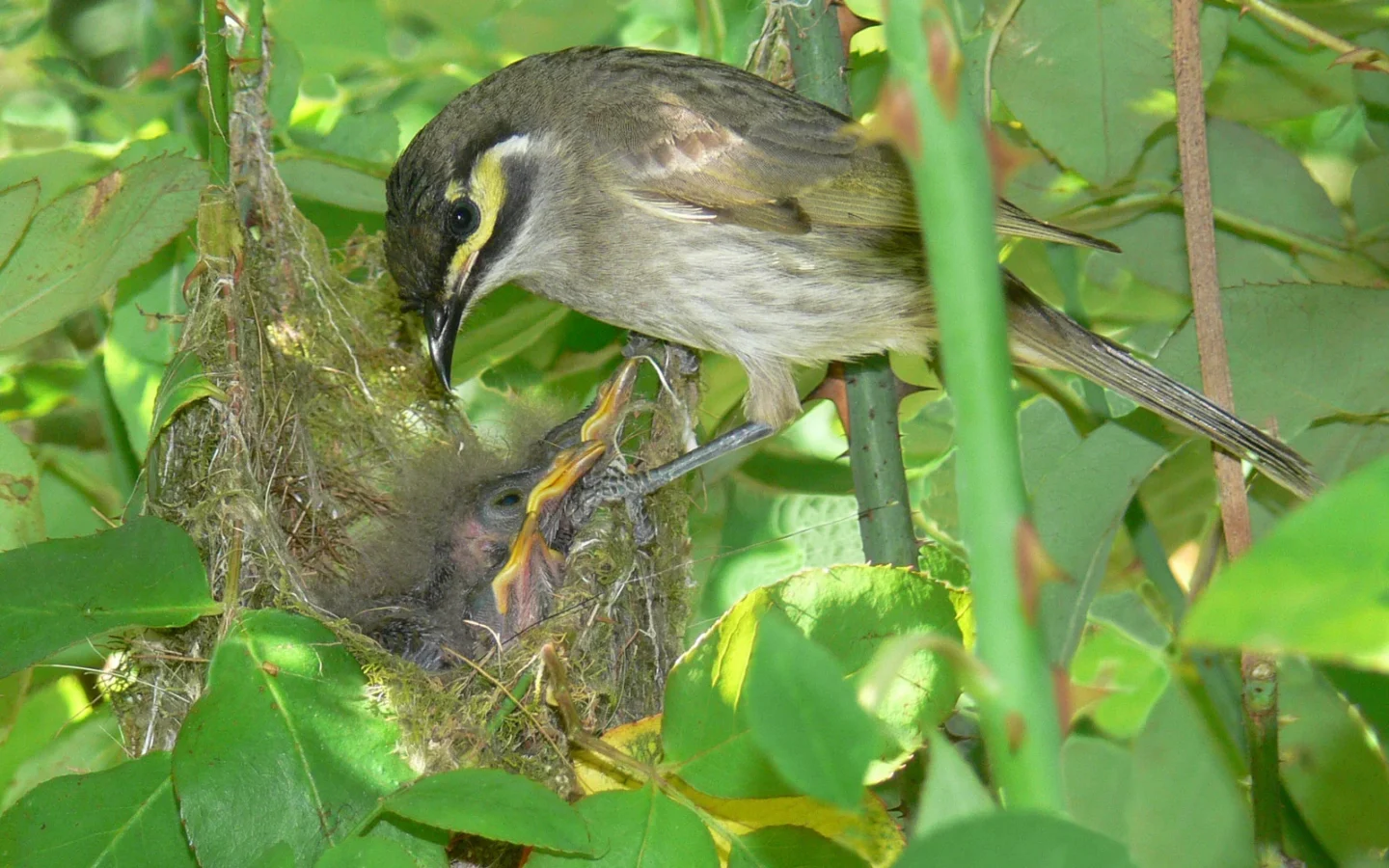 Yellow-faced Honeyeater in Australia