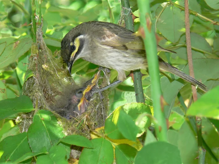 Yellow-faced Honeyeater in Australia