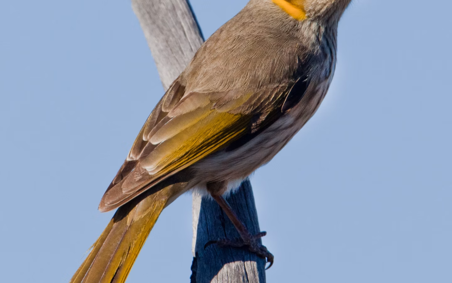 Yellow-plumed Honeyeater in Australia showing key identification features: small olive-grey honeyeater with a long bright yellow ear plume and yellowish highlights on the wings and underparts.
