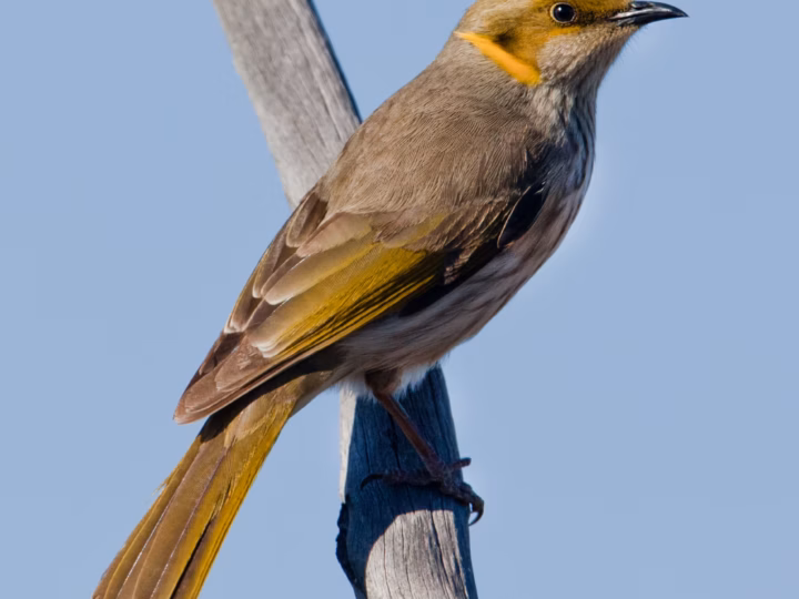Yellow-plumed Honeyeater in Australia showing key identification features: small olive-grey honeyeater with a long bright yellow ear plume and yellowish highlights on the wings and underparts.