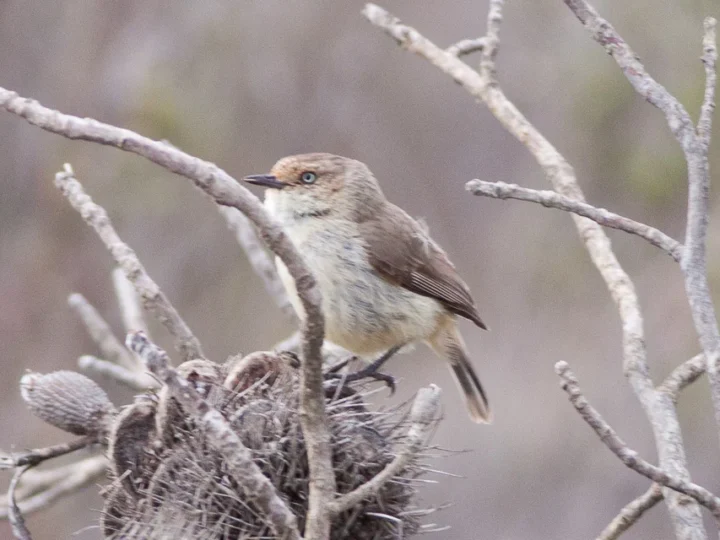 Yellow-rumped Thornbill in Australia showing key identifying features