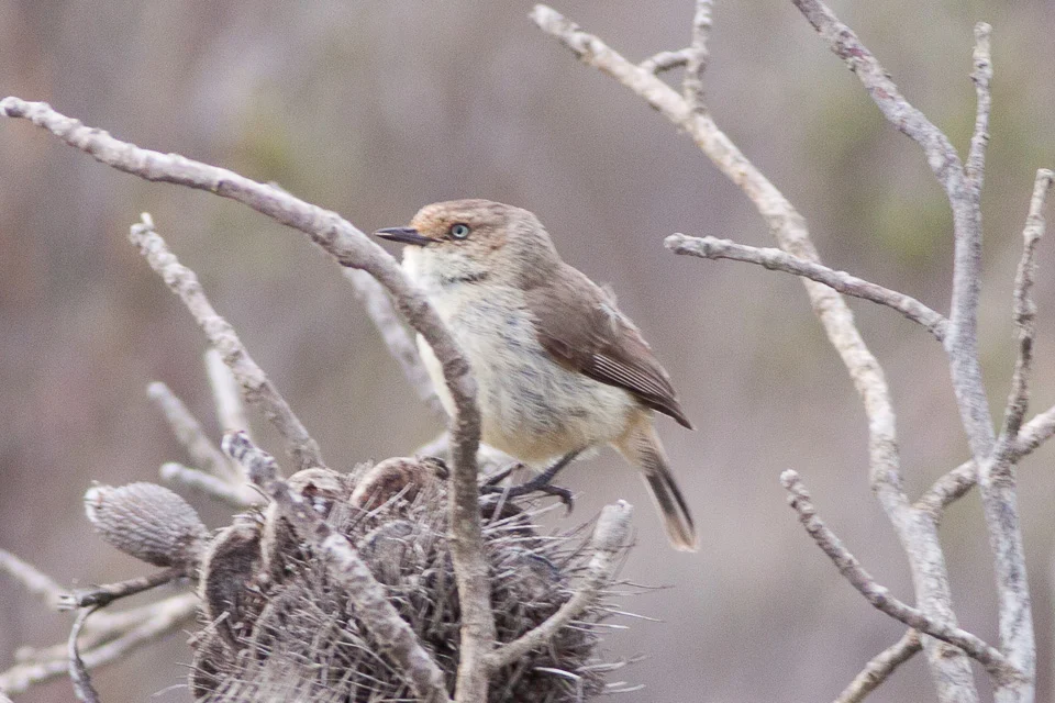 Yellow-rumped Thornbill in Australia showing key identifying features