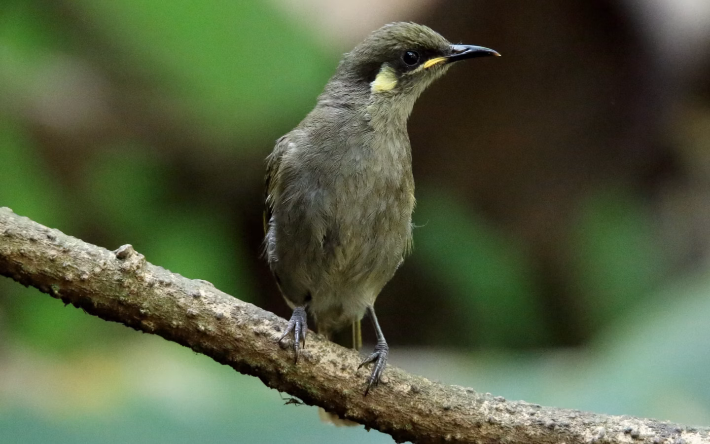 Yellow-spotted Honeyeater showing yellow ear patch, olive upperparts and streaked pale underparts