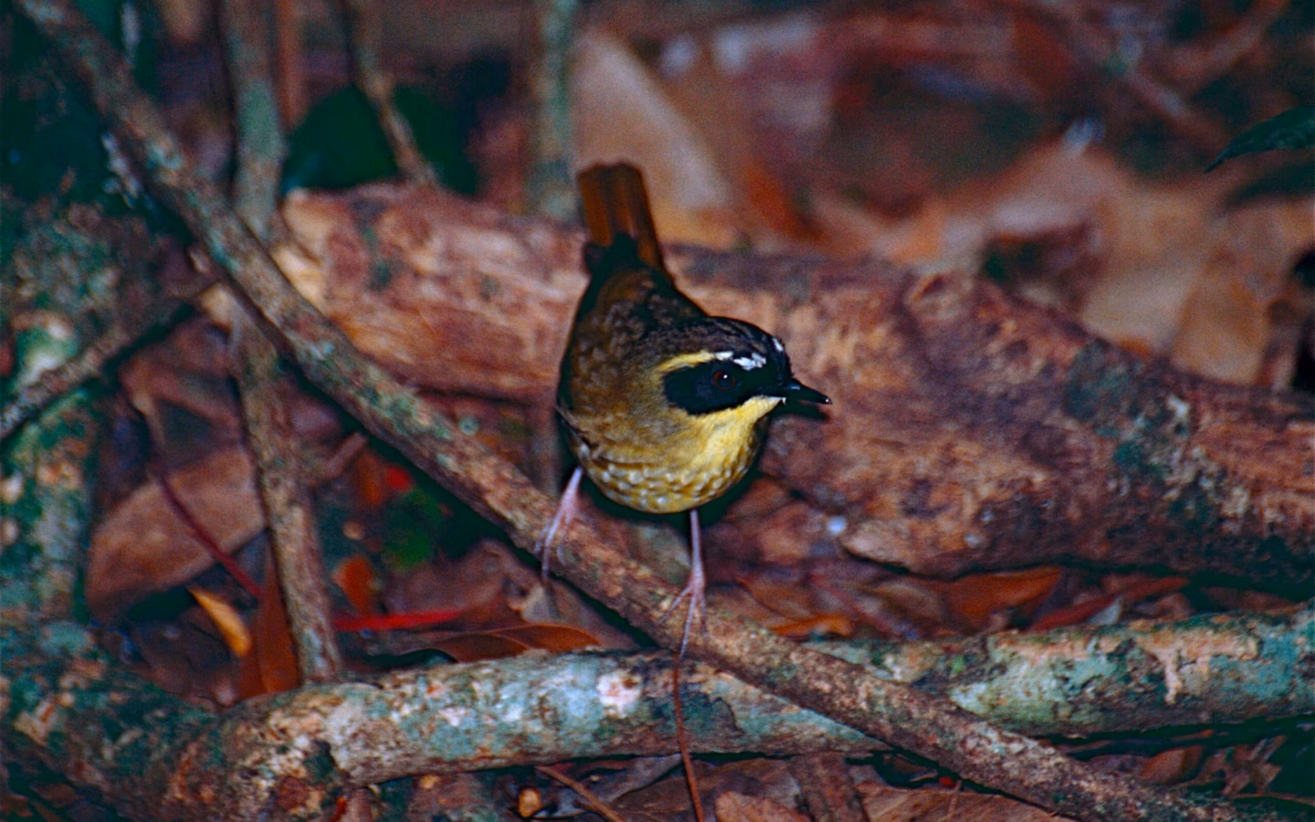 Yellow-throated Scrubwren showing bright yellow throat, dark face and olive-brown upperparts