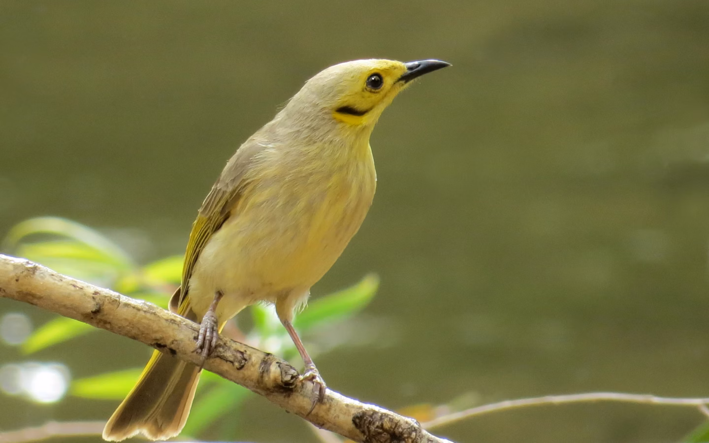 Yellow-tinted Honeyeater showing pale grey-olive plumage with a yellow wash, yellowish facial skin and light streaking