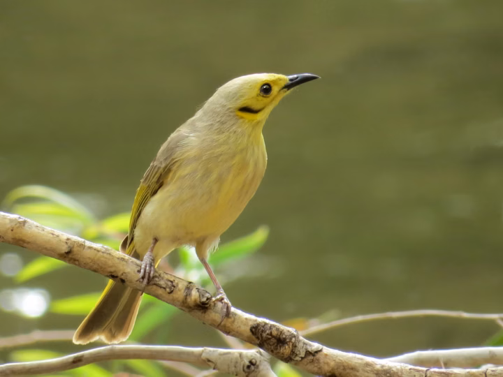 Yellow-tinted Honeyeater showing pale grey-olive plumage with a yellow wash, yellowish facial skin and light streaking