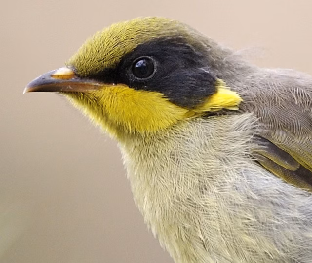 Yellow-tufted Honeyeater in Australia showing key identification features: olive-grey honeyeater with conspicuous bright yellow ear or cheek tufts and yellow throat or facial accents; groups can be noisy around flowering trees.