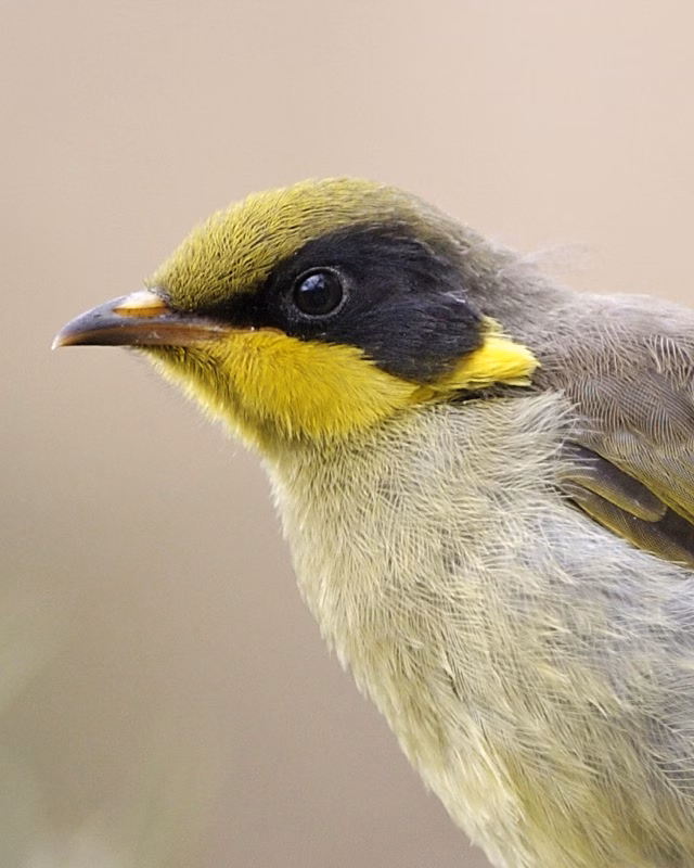 Yellow-tufted Honeyeater in Australia showing key identification features: olive-grey honeyeater with conspicuous bright yellow ear or cheek tufts and yellow throat or facial accents; groups can be noisy around flowering trees.