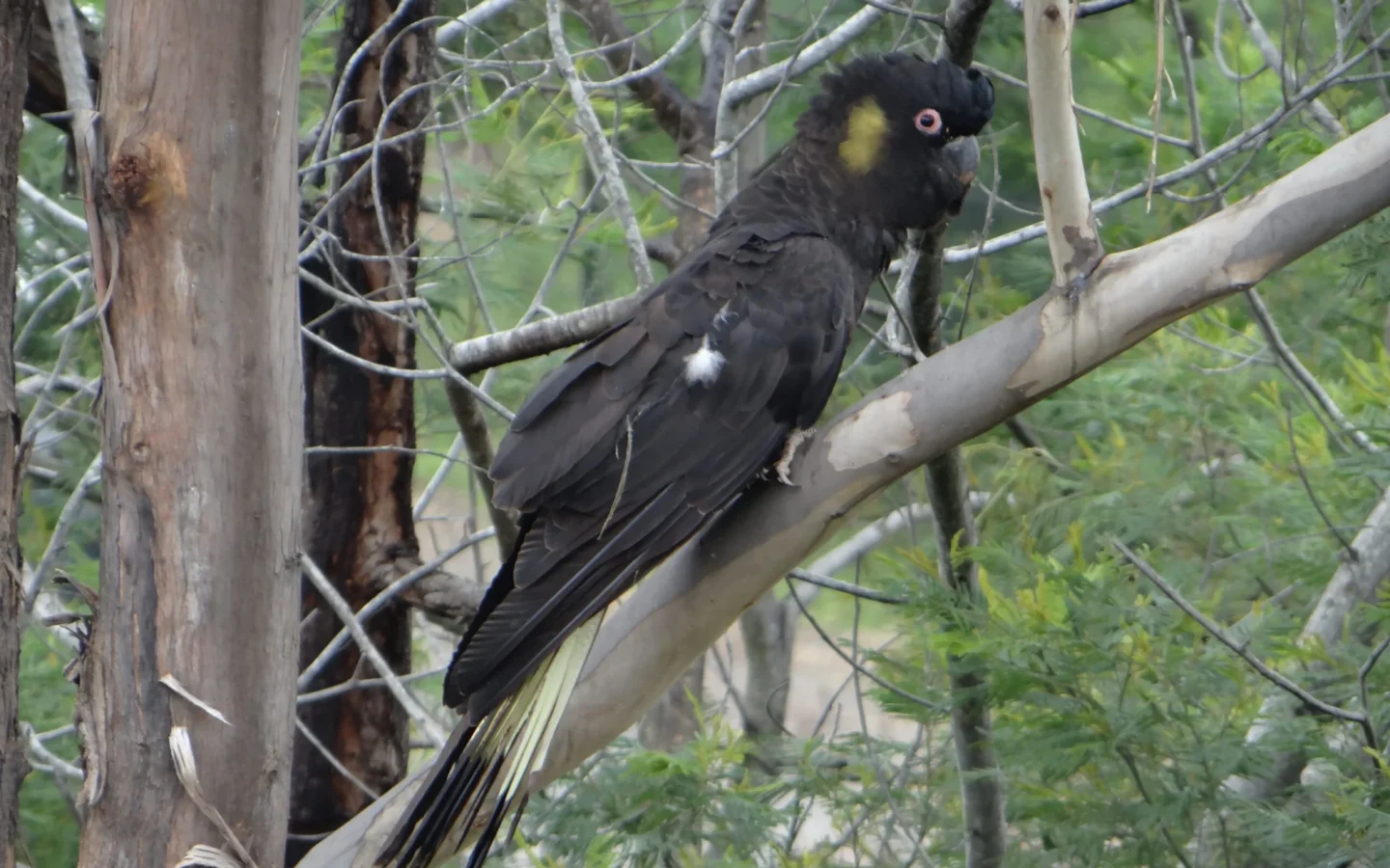 Yellow-tailed Black-Cockatoo in Australia