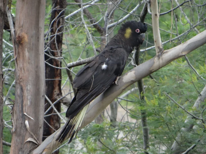 Yellow-tailed Black-Cockatoo in Australia