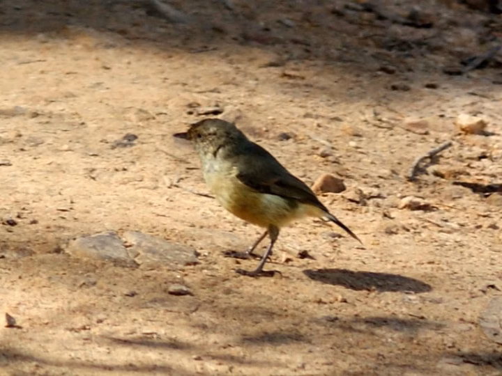 Yellow Thornbill in Australia showing key identification features