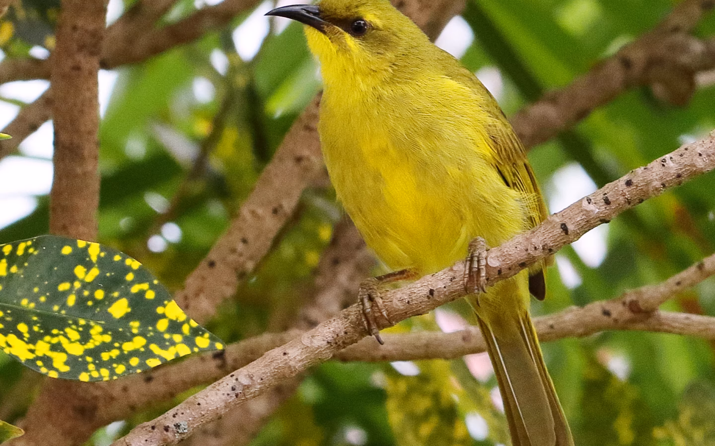 Yellow Honeyeater in Australia showing key identification features: bright yellow-olive honeyeater with strongly yellow underparts, olive-yellow upperparts and a dark bill; it can look almost uniformly yellow in good light.