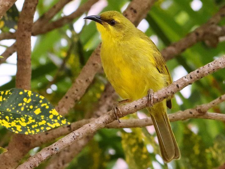 Yellow Honeyeater in Australia showing key identification features: bright yellow-olive honeyeater with strongly yellow underparts, olive-yellow upperparts and a dark bill; it can look almost uniformly yellow in good light.